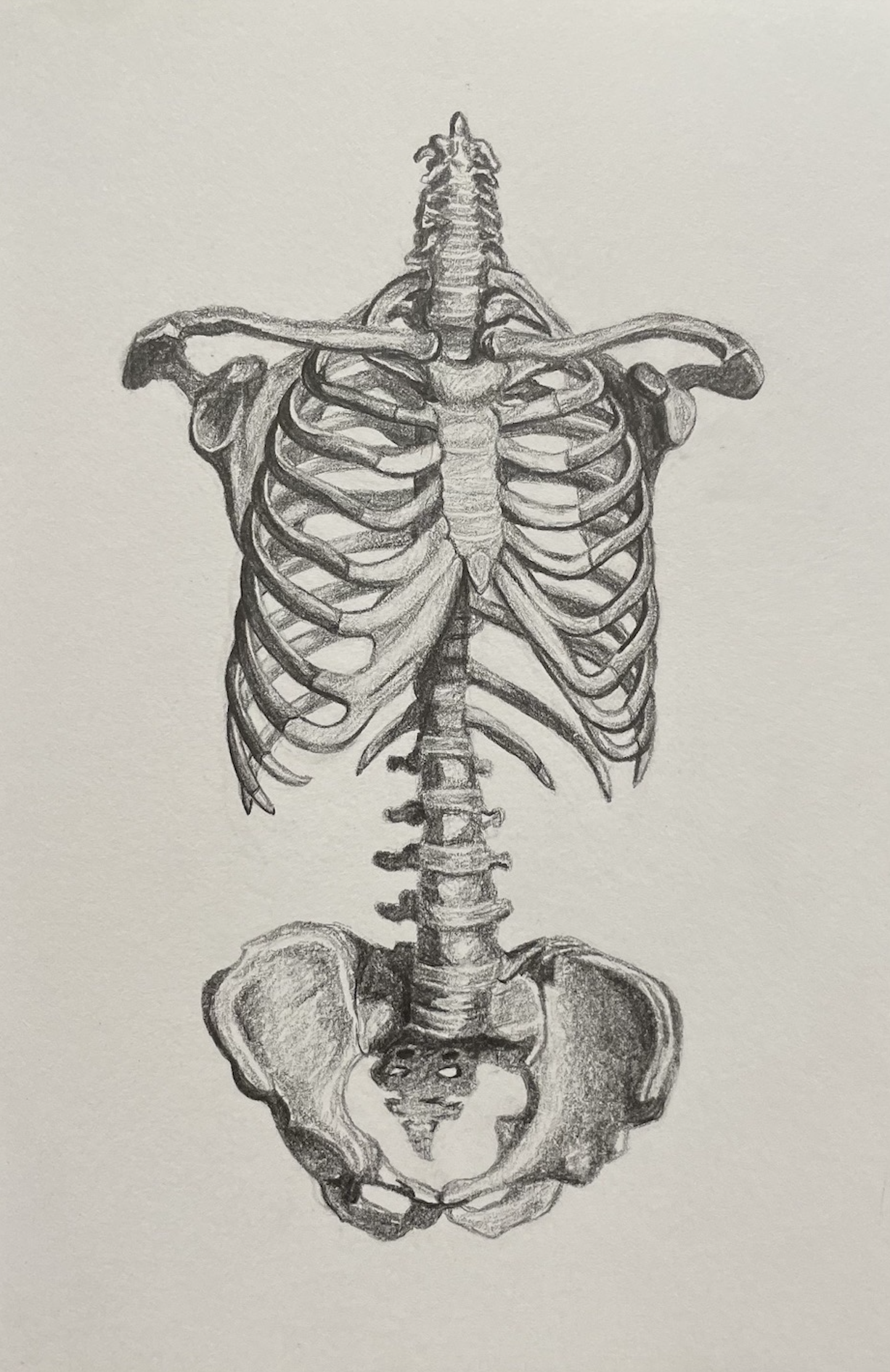 Bones