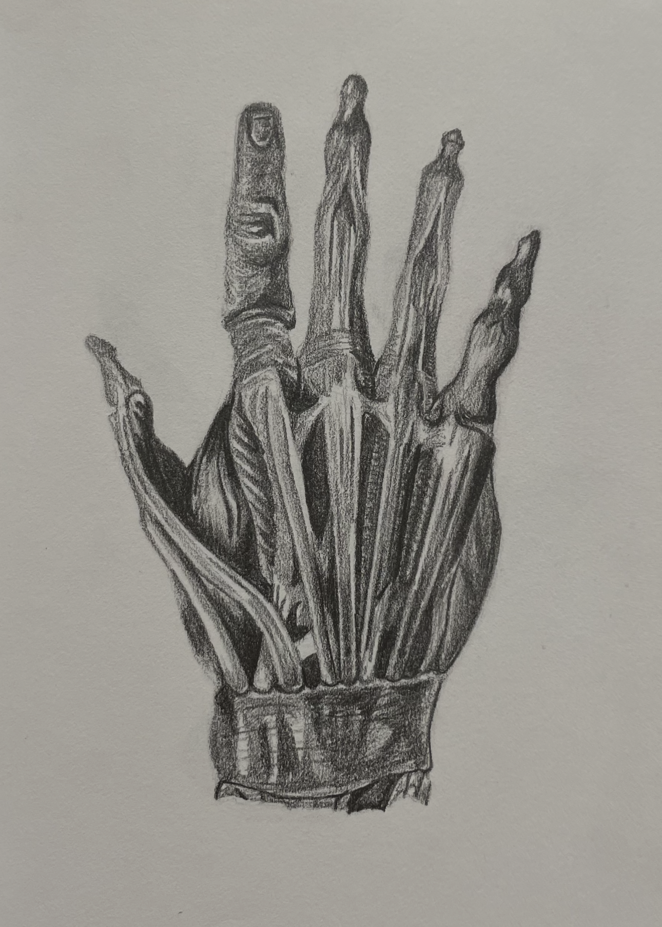 Top Hand Anatomy