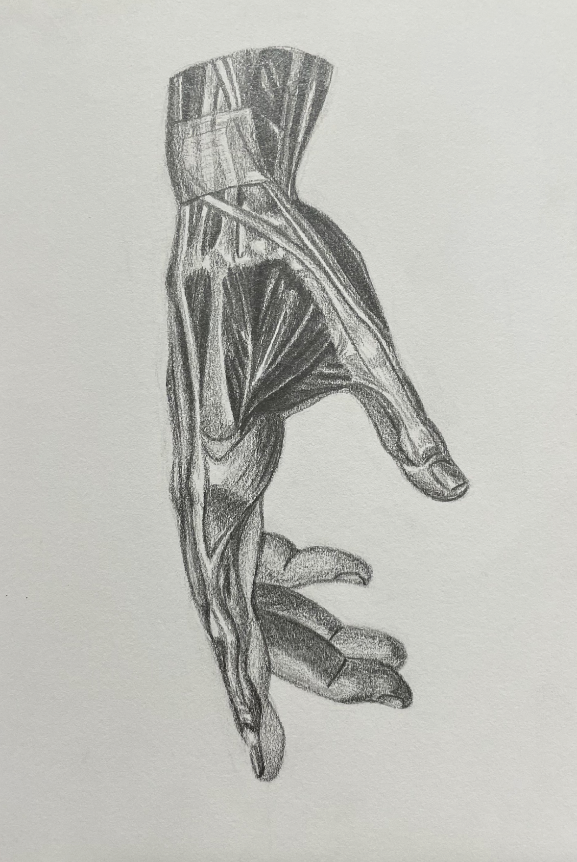 Side Hand Anatomy