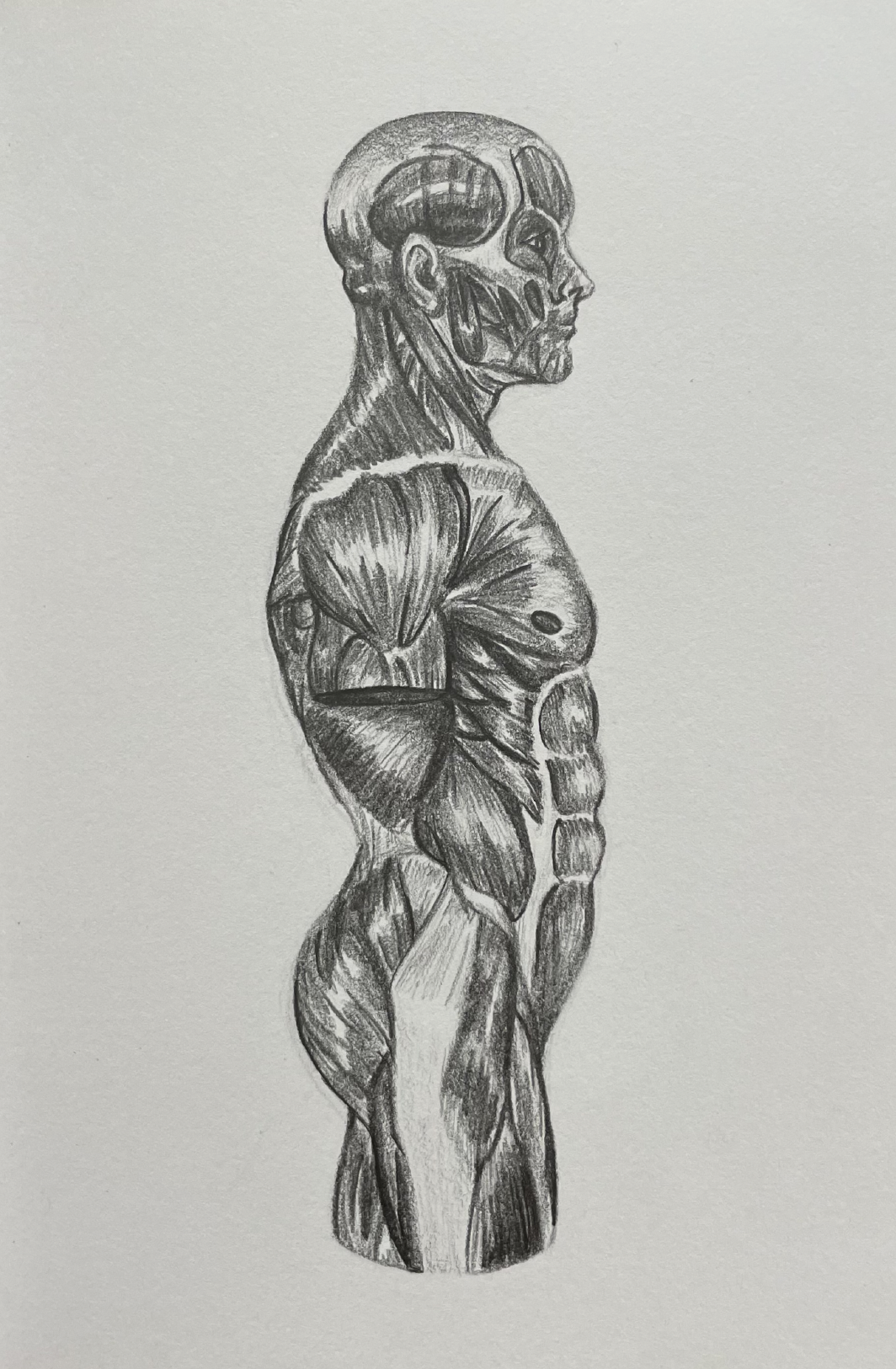 Side Muscle Anatomy